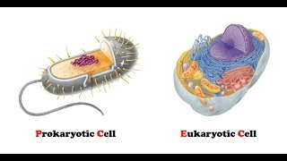 Difference Between Prokaryotic and Eukaryotic Cells  AgriBioTech [upl. by Yraunaj]