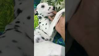 Badrigadudilouge dalmatian dalmatianlover petsenglishhinditelugufunny [upl. by Roice]