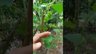 MY MULBERRY TREE AFTER PRUNING [upl. by Amethist]