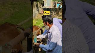 Cow Treatment cattle treatment for fever shorts cow trending funny [upl. by Aititil767]