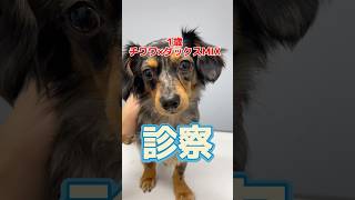 チョコパンを食べた1歳のmix犬が動物病院にやってきた！ [upl. by Yrhcaz753]