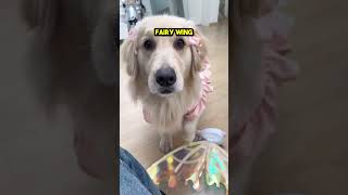 This Golden Retriever Turned into a Fairy 😲❤️ [upl. by Denna]