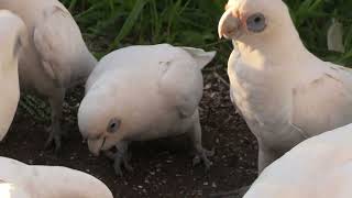 Flock of Wild Corellas at Dr Roms Bird Sanctuary in Moorooka [upl. by Euhsoj]