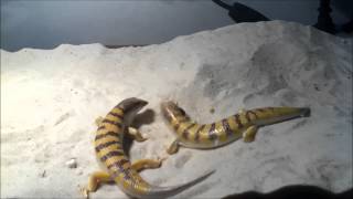 sandfish feeding live [upl. by Baer580]