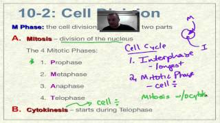 Chapter 10 Part 5  Prophase and Metaphase [upl. by Urbannal735]