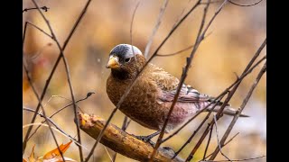 Graycrowned Rosy Finch [upl. by Assirod]