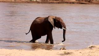 Elephant Crossing Uaso Nyiro River in Samburu Kenya [upl. by Kcirtemed605]