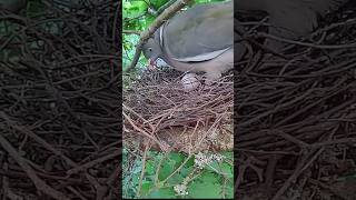 Pigeon laying first egg 🥚 [upl. by Haven]