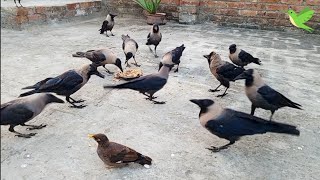 Crows happy world 🌎 they live in  Beautiful Crows Sounds  Crows Planet [upl. by Grannias99]