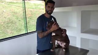 Como fazer tala ou bandagem em orelhas incorretas com conchectomia  Piffer Pit Bull [upl. by Aribold]