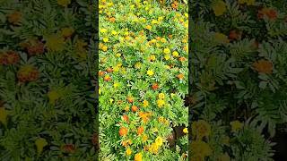 Tagetes patula the French marigold is a species of flowering plant in the family Asteraceaeshorts [upl. by Roseanna]