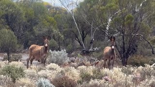 Coast to Goldfields Safari 2024 Gold Diggings North of Rowles LagoonKunanalling…Western Australia [upl. by Essiralc]