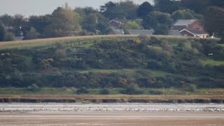 Pinkfooted Geese Mersey Estuary October 2023 southliverpoolbirder rivermersey merseyside [upl. by Nnyw]