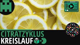 Citratzyklus Kreislauf │Biologie Lernvideo Learning Level Up [upl. by Leffen]