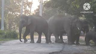 Elephants of Hollongapar Gibbon Sanctuary [upl. by Nho915]