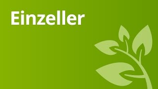 Wie Einzeller leben  Biologie  Biologie der Zellen [upl. by Darnall]