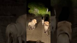 Lions Fighting for Girlfriend 😂 animals wildlife shortsfeed viralvideo [upl. by Nalor]