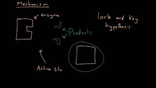 Proteins amp Enzymes  AQA Biology [upl. by Oidacra]