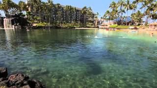 The Lagoon at Hilton Waikoloa Village [upl. by Airbas]