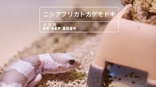 African Fattailed Gecko update 29SEP2024 [upl. by Llehsal]