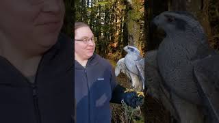 Flash Northern Goshawk at the Alaska Raptor Center [upl. by Gladdie]