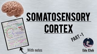 Somatosensory Cortex  Detailed Guyton Explanation  Part 12 [upl. by Aira305]