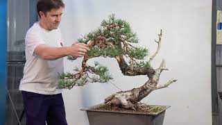 Pinus sylvestris quotLa Joyaquot REFORMA [upl. by Evot]