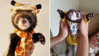 Super Funny Ferrets Videos  Dont Try To Hold Back Laughter  Cool Pets [upl. by Jerry132]