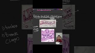 Pseudostratified ciliated epithelium  General histology  Anatomy tamilmbbs anatomy histology [upl. by Nyral]