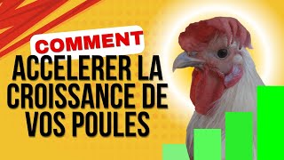 Accélérez la croissance de vos Poules avec cette plante MAGIQUE [upl. by Sanyu]