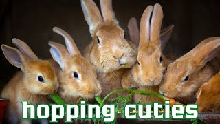 Rabbit Life Amazing Facts and Adorable Moments [upl. by Nylahsoj176]