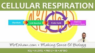 Cellular Respiration  Introduction to Respiration  Post 16 Biology A Level PreU IB AP Bio [upl. by Natsirt362]