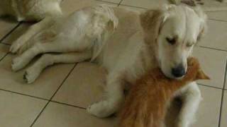 Chaton Maine Coon et chienne Golden Retriever [upl. by Gothard]