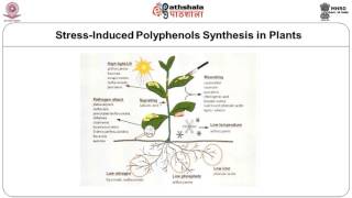 Phenolic Compounds –Flavonoids –flavones and flavonols [upl. by Yeltsew]