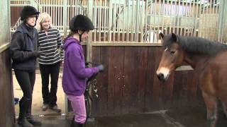 How rehoming a rescue horse is both simple and rewarding [upl. by Yelrak]