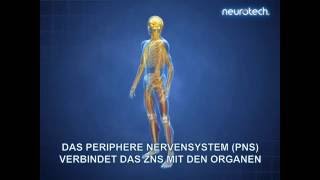 Grundlagen 1 Das Nervensystem ZNS PNS neurotech [upl. by Uria]