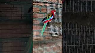 birds viralvideo rosella parrot [upl. by Antoinetta]