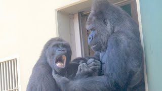 An emotional moment Gorilla father and son reconciled after a fight  Shabani Group [upl. by Rumit]