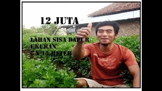 LAHAN SEMPIT TANAM INI HASIL 12 JT [upl. by Nilauqcaj789]