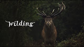 Wilding  Official Trailer [upl. by Ateinotna781]