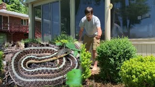 Eastern Garter Snake in the Yard [upl. by Nesahc]