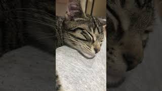 cat death creepycat viralvideo shorts [upl. by Ardnalahs]