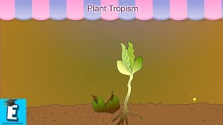 Plant Tropism Learn for Children and Kids  EDUKID Learning [upl. by Atinaujnas]