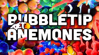 Bubble Tip Anemones EVERYTHING You Need to Know [upl. by Acenahs850]