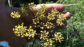 Bronze Fennel  Foeniculum vulgare  Taste Test and Review [upl. by Caleb]