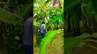 Banana plant girne wala tha 😭shots [upl. by Eicirtap]