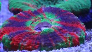 Scolymia Coral Feeding Time Lapse [upl. by Pollard]