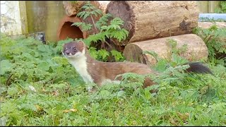 Glimpses of stoats [upl. by Flossy263]