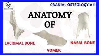 Lacrimal Bone Anatomy  Nasal Bone Anatomy  Vomer Bone Anatomy  Cranial Osteology 11 [upl. by Annunciata]