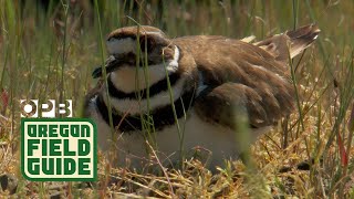 Killdeer Protects Eggs Plays Injured  Oregon Field Guide [upl. by Baily125]